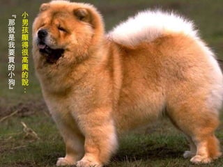 小男孩顯得很高興的說： 『那就是我要買的小狗』   