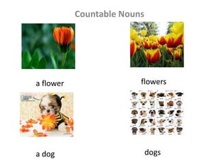 Countable Nouns flowers a flower dogs a dog 