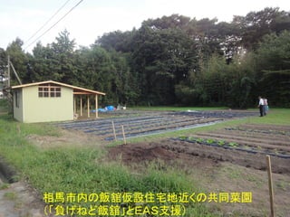 相馬市内の飯舘仮設住宅地近くの共同菜園
（「負げねど飯舘」とＥＡＳ支援）
 
