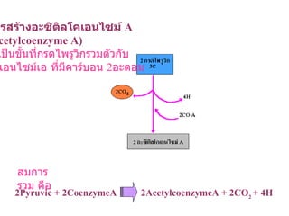 การสร้างอะซิติลโคเอนไซม์   A (Acetylcoenzyme A) เป็นขั้นที่กรดไพรูวิกรวมตัวกับ โคเอนไซม์เอ ที่มีคาร์บอน  2 อะตอม สมการรวม คือ 2Pyruvic + 2CoenzymeA  2 Acetylcoenzyme A  + 2CO 2  + 4H   