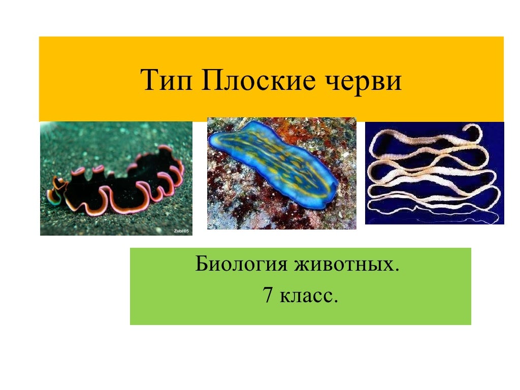 Тип плоские черви примеры животных. Тип плоских червей 7 класс биология. Тип плоские черви 7 класс. Тип плоские черви 7 класс биология. Классы плоских червей 7 класс.