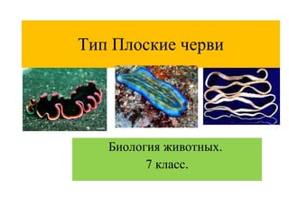 Тип Плоские черви Биология животных.  7 класс. 