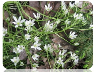 софиевский парк