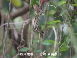 粉紅鶯嘴 ~~ 竹崎 東義農田 