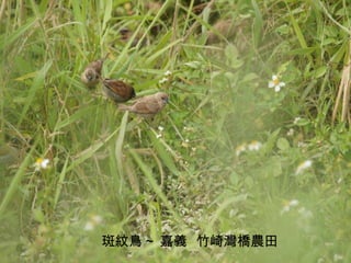 斑紋鳥 ~ 嘉義  竹崎灣橋農田 