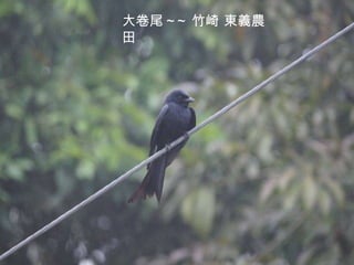 大卷尾 ~~ 竹崎 東義農田 