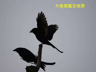 大卷尾臨空剎那 