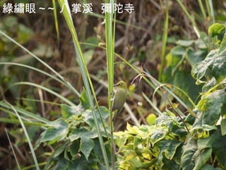 綠繡眼 ~~ 八掌溪  彌陀寺 