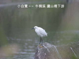 小白鷺 ~~ 牛稠溪 廬山橋下游 