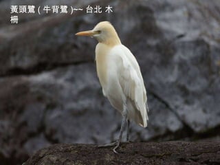 黃頭鷺 ( 牛背鷺 )~~ 台北 木柵 