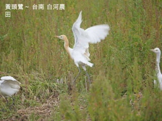 黃頭鷺 ~ 台南 白河農田 