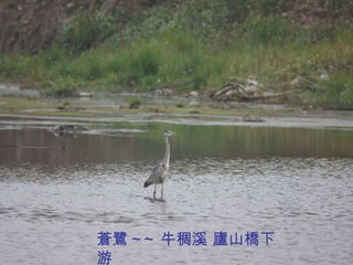 蒼鷺 ~~ 牛稠溪 廬山橋下游 