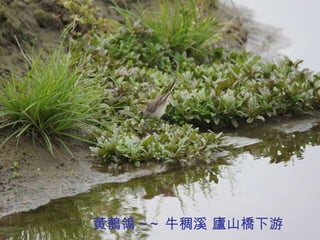 黃鶺鴒 ~~ 牛稠溪 廬山橋下游 