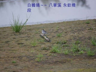 白鶺鴒 ~~ 八掌溪 永欽橋段 