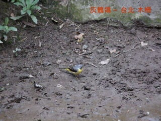 灰鶺鴒 ~ 台北 木柵 