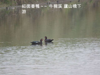 紅面番鴨 ~~ 牛稠溪 廬山橋下游 