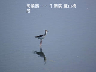 高蹺鴴  ~~ 牛稠溪 廬山橋段 