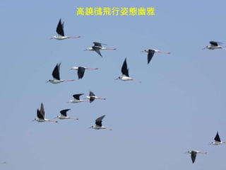 高蹺鴴飛行姿態幽雅 