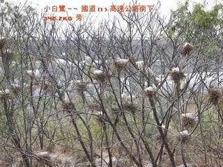 小白鷺 ~~ 國道 (1) 高速公路南下 342.2KG 旁 