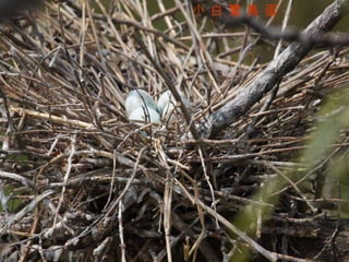 小 白 鷺 鳥 蛋 