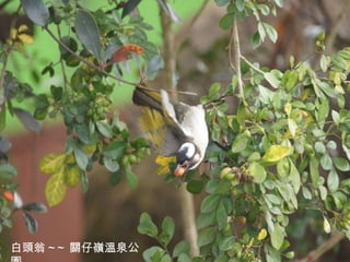 白頭翁 ~~ 關仔嶺溫泉公園 