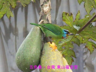 五色鳥 ~ 台南 東山福安宮 