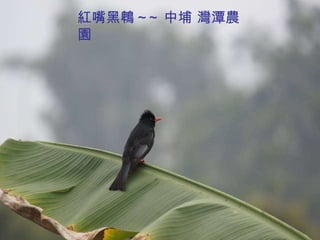 紅嘴黑鵯 ~~ 中埔 灣潭農園 