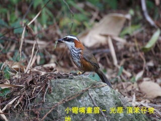小彎嘴畫眉 ~ 光華 頂笨仔坡地 