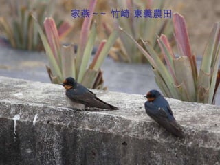 家燕 ~~ 竹崎 東義農田 