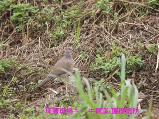 珠頸斑鳩 ~~ 牛稠溪 廬厝堤防 