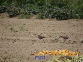 紅斑鳩 