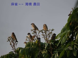 麻雀 ~~ 灣橋 農田 