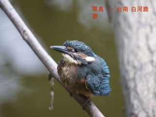 翠鳥 ~~ 台南 白河鹿寮 