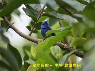 黑枕藍翁 ~ 中埔 灣潭農田 