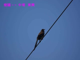 樹鵲 ~~ 中埔  東興 