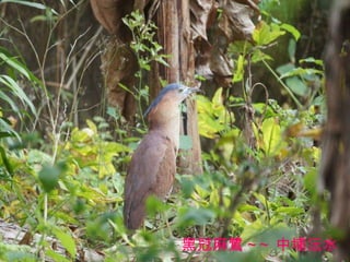 黑冠麻鷺 ~~ 中埔沄水 
