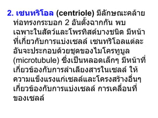 2 .  เซนทริโอล   ( centriole )  มีลักษณะคล้ายท่อทรงกระบอก  2   อันตั้งฉากกัน พบเฉพาะในสัตว์และโพรทิสต์บางชนิด มีหน้าที่เกี่ยวกับการแบ่งเซลล์ เซนทริโอลแต่ละอันจะประกอบด้วยชุดของไมโครทูบูล  ( microtubule )  ซึ่งเป็นหลอดเล็กๆ มีหน้าที่เกี่ยวข้องกับการลำเลียงสารในเซลล์ ให้ความแข็งแรงแก่เซลล์และโครงสร้างอื่นๆ เกี่ยวข้องกับการแบ่งเซลล์ การเคลื่อนที่ของเซลล์  