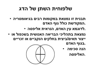 שלפוחית השתן של הדג תבנית זו נמצאת במקומות רבים בגיאומטריה המקודשת כולל גוף האדם . לדוגמא עין האדם ,  הנראית אליפסה . נמצאת בתהליכי הבריאה האנושית בשכפול או ייצור תאים / ביצית בחלקים הנקביים או זכריים בגוף האדם . הנה סכימה  האליפסה . 