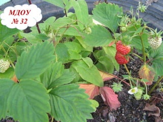 МДОУ 32 МДОУ   №   32 