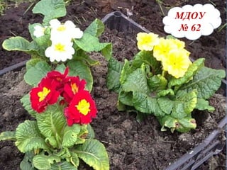 МДОУ №62 МДОУ   №   62 