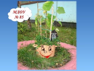 МДОУ   №   85 