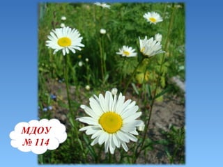 МДОУ   №   114 