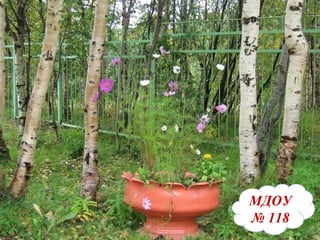 МДОУ   №   118 