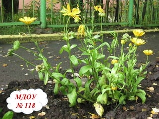 МДОУ   №   118 