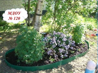 МДОУ   №   120 