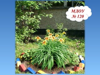 МДОУ   №   120 