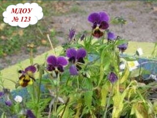 Мдоу 123 МДОУ   №   123 