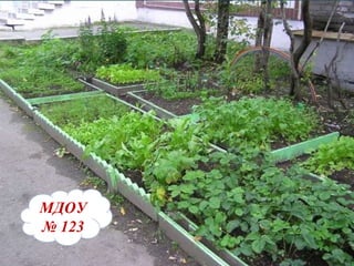 МДОУ   №   123 