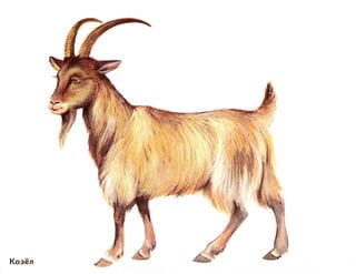 домашние животные в картинках