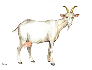 домашние животные в картинках